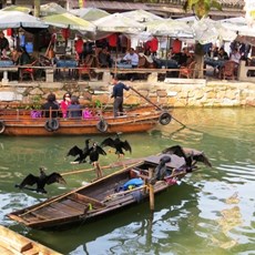 Tongli